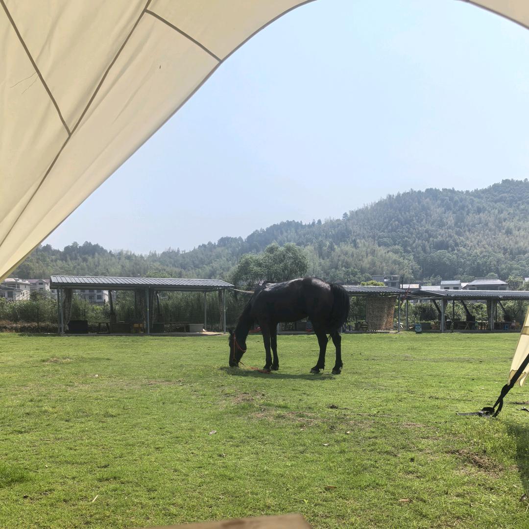 追风马场官方号