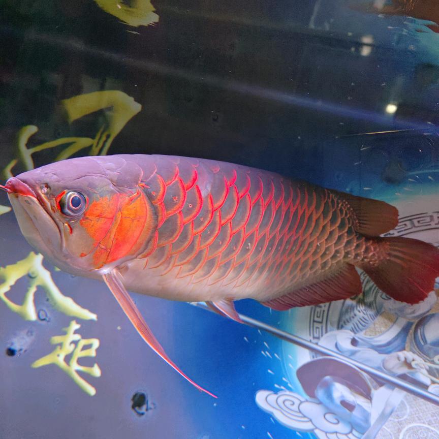 四郎