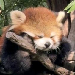 汪汪大队不要喵喵头像