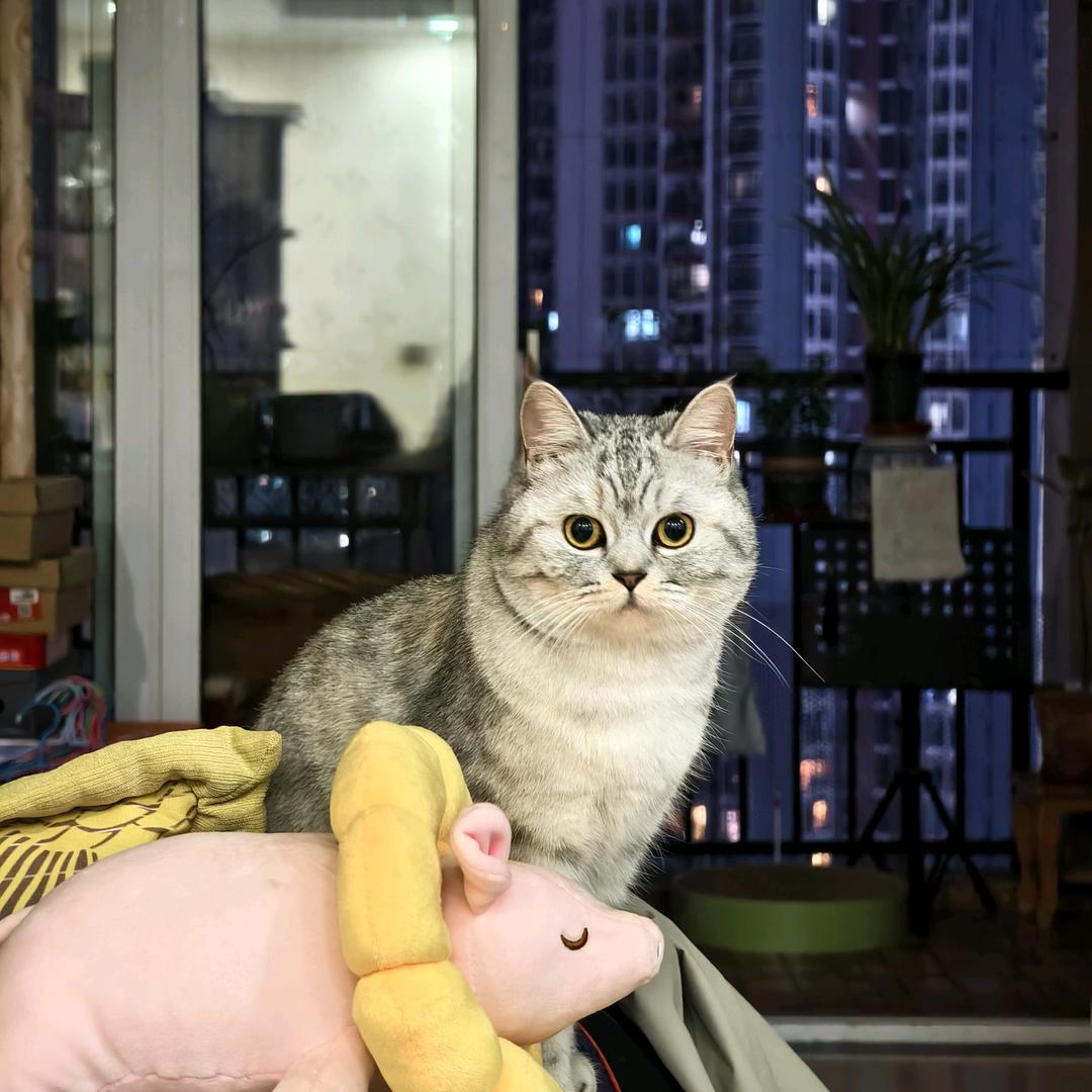 帆帆妹