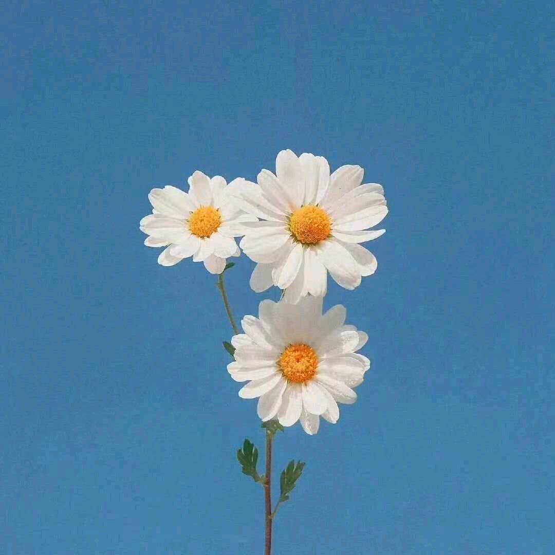 Anne