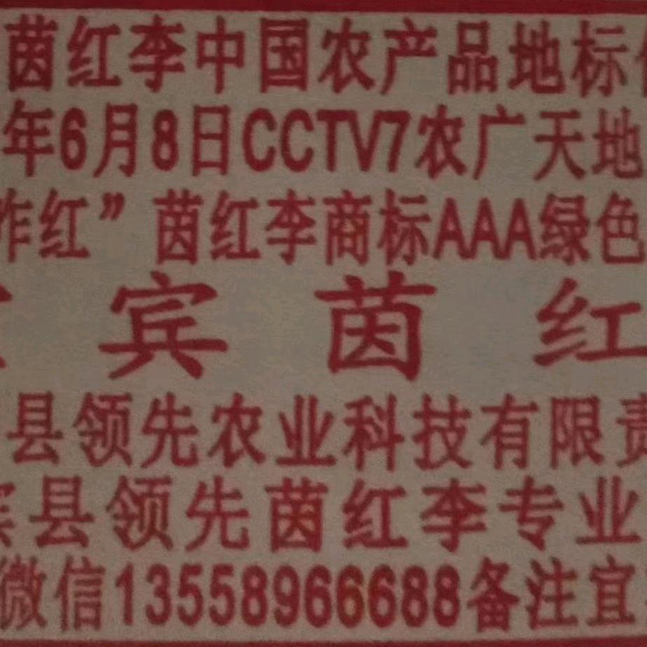 宜宾茵红李优化一号(大山果园海哥)