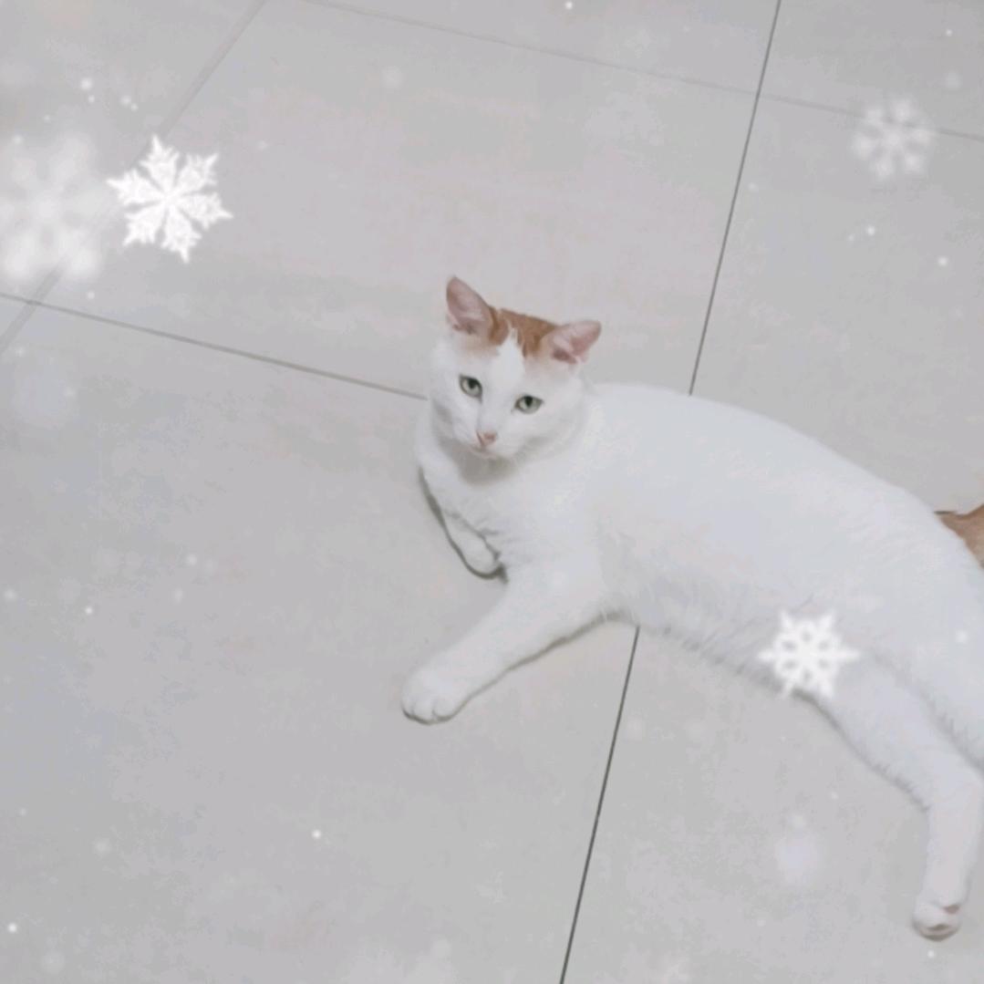 幺妹子
