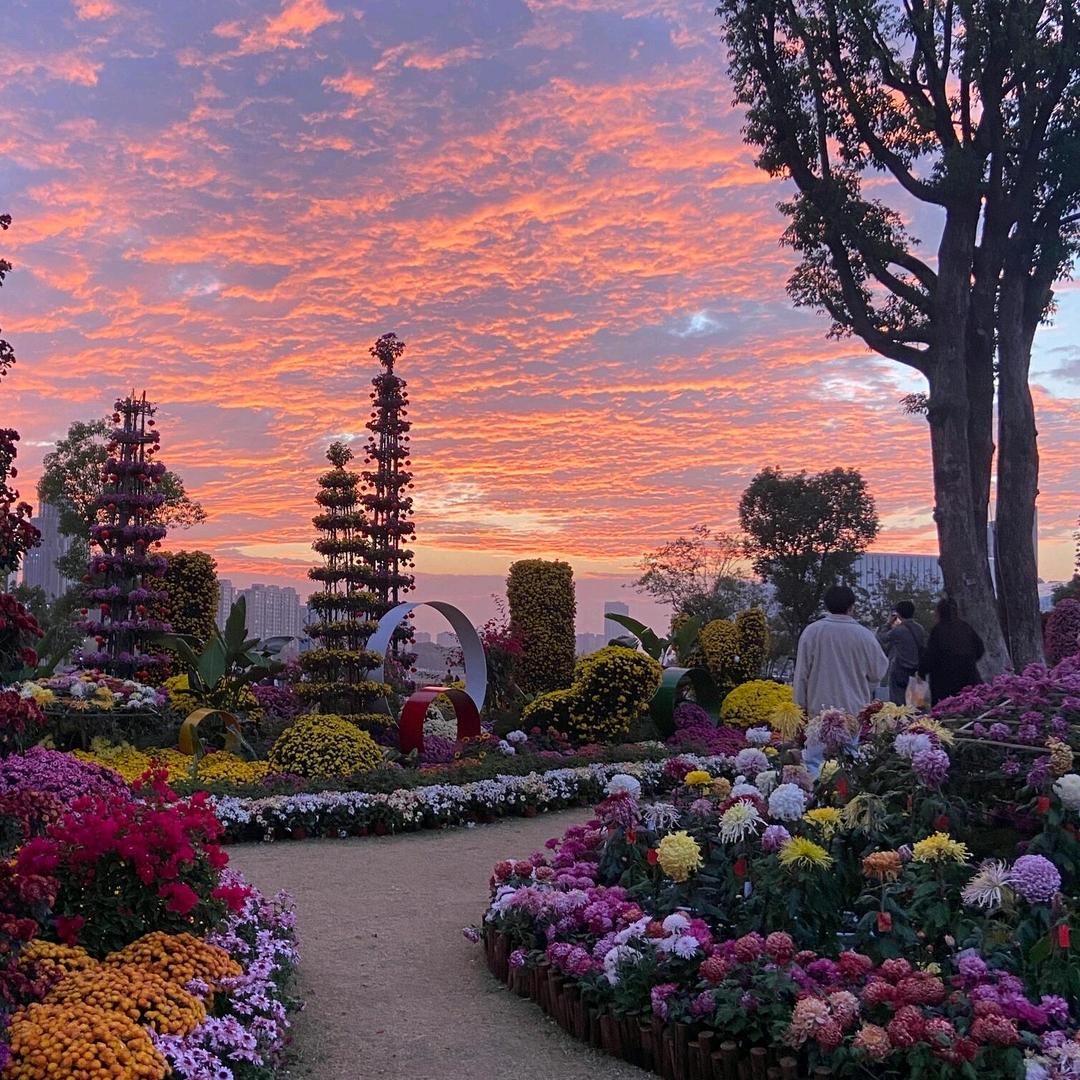 成都首家菊花音乐公园