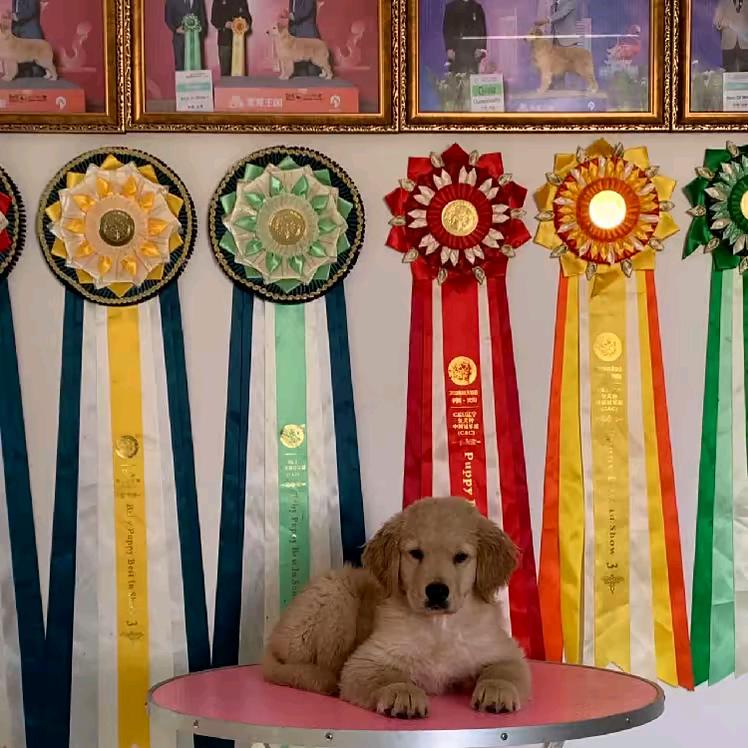 蒙恩金毛犬舍