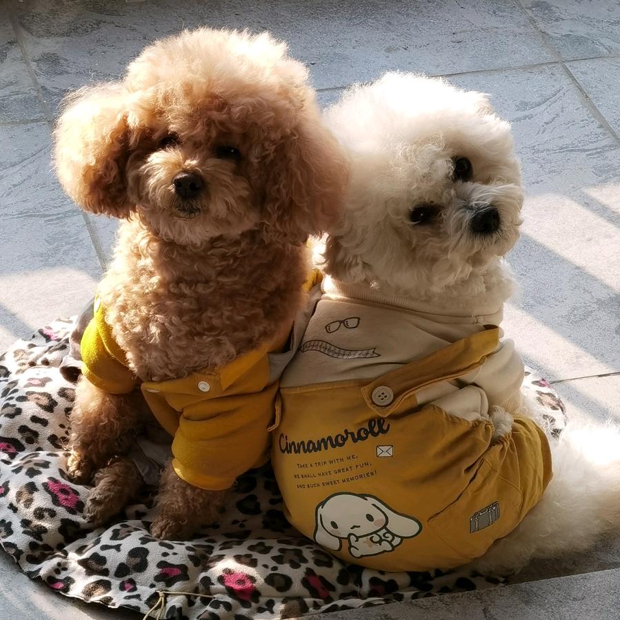 妞妞和大宝是泰迪（Keson）