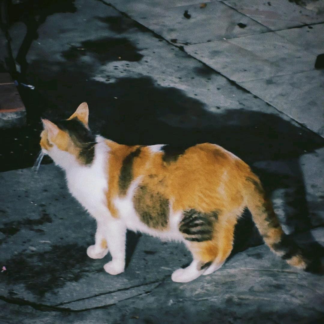 陈子汁