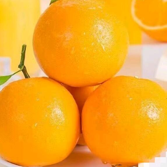 橙子🍊