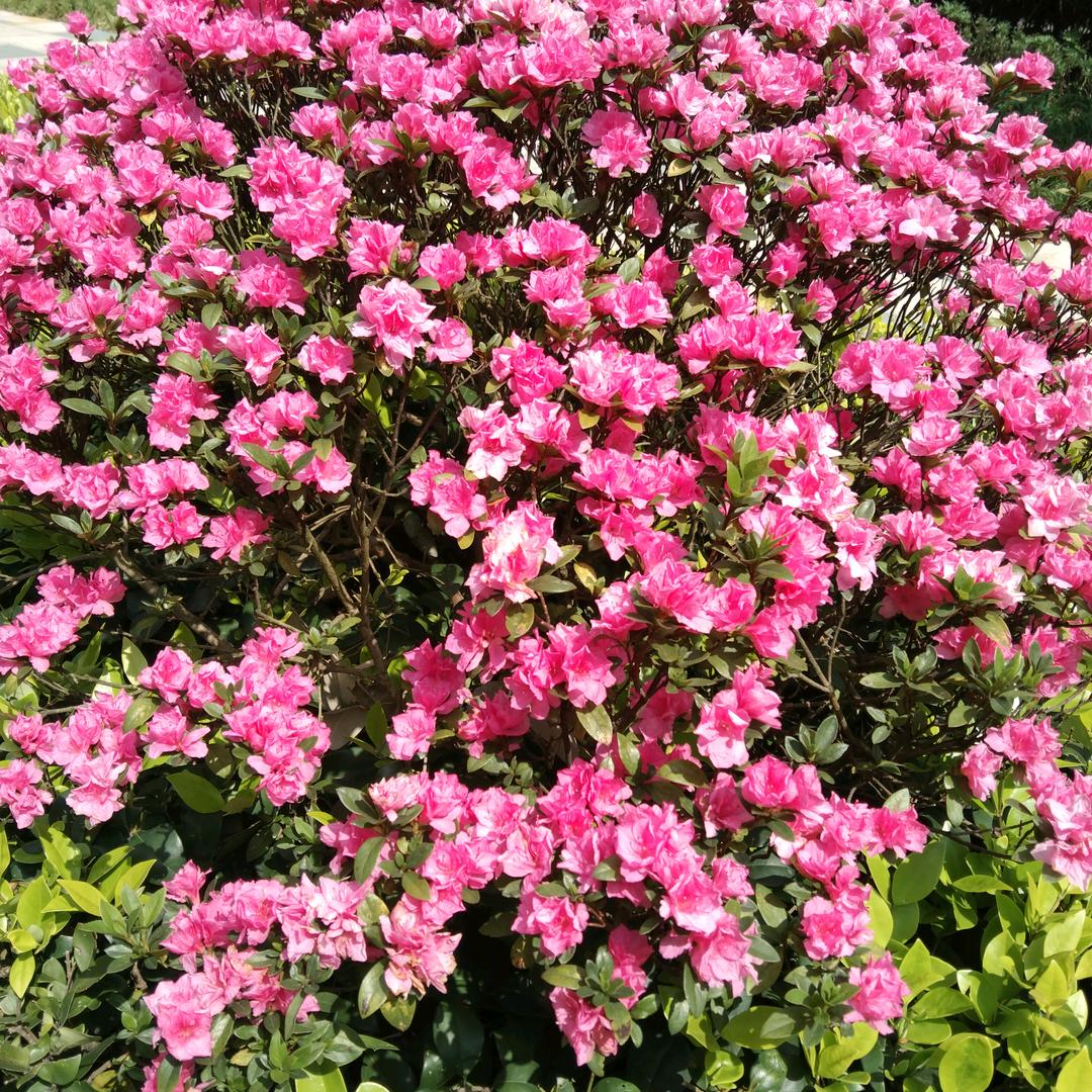 我有一棵善良的心