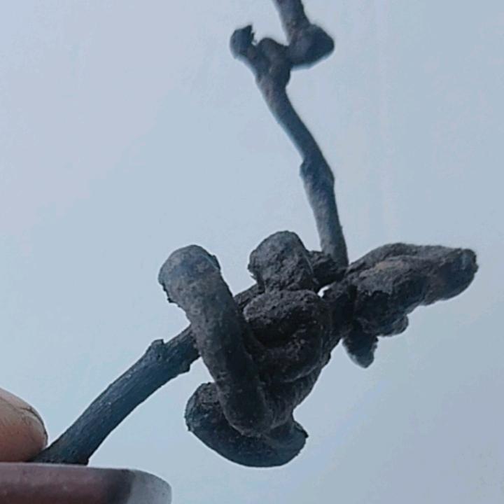 宇芳菲金弹子园艺