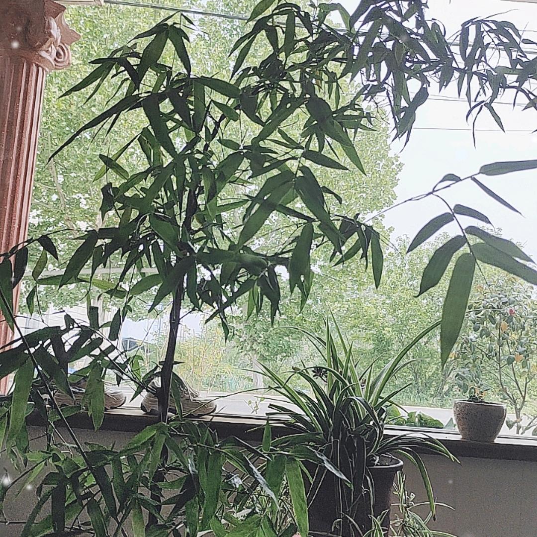 喜鹊登枝