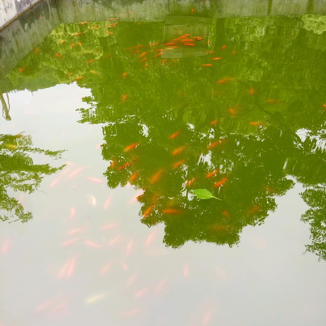 黑色