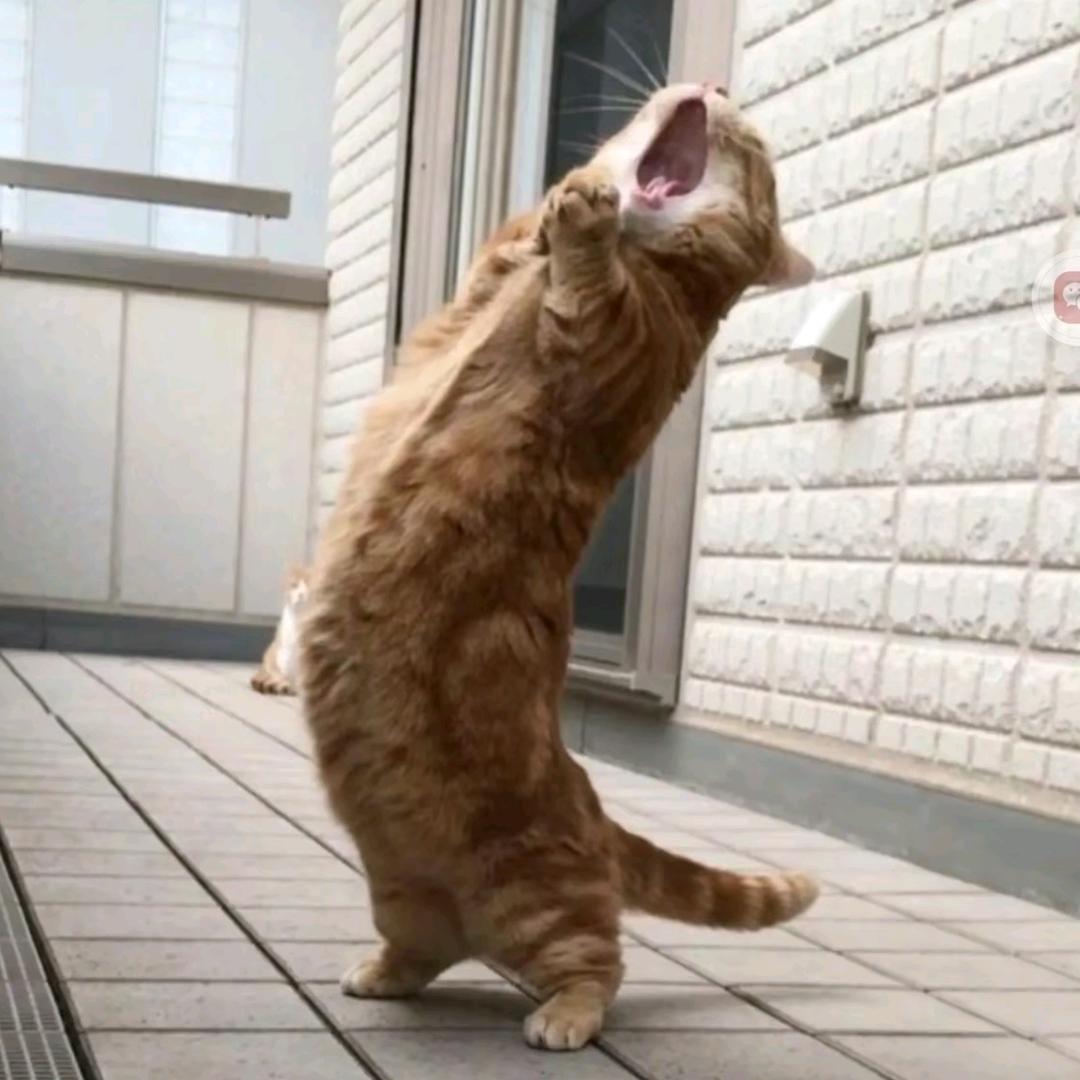 （拉萨小颜）