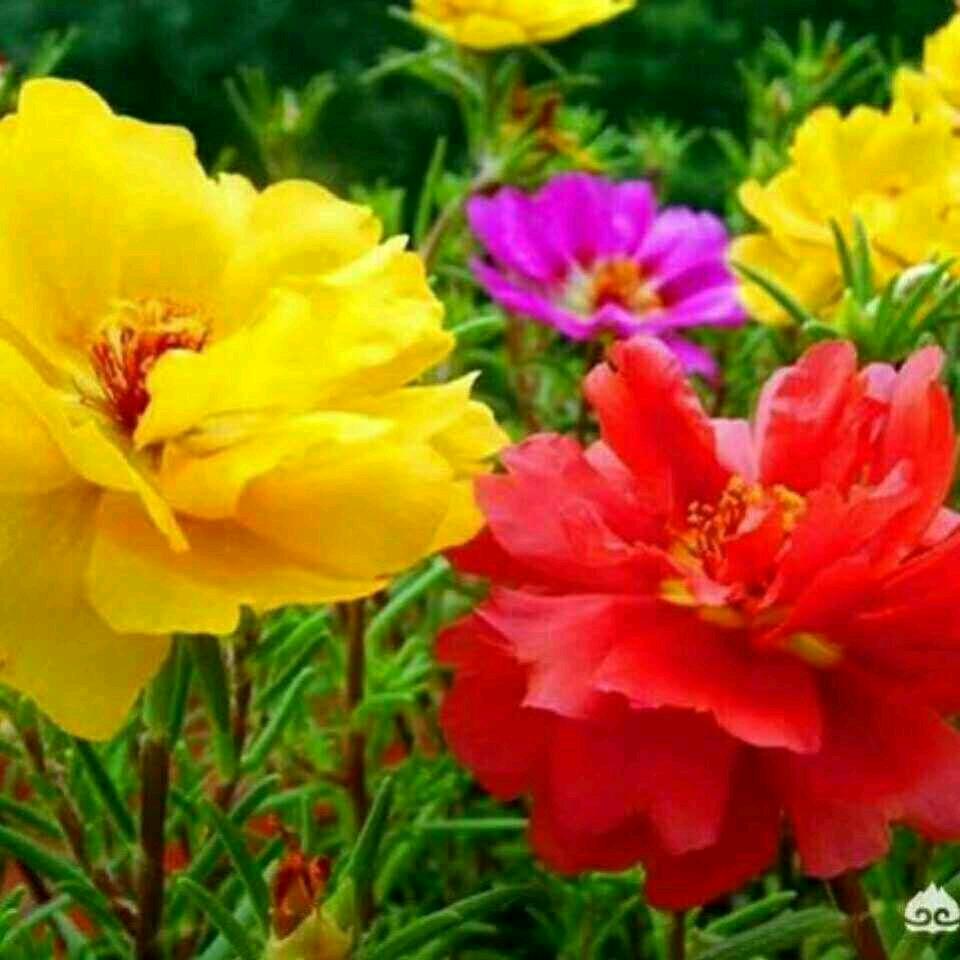 🍀一生快乐💖😊🌹