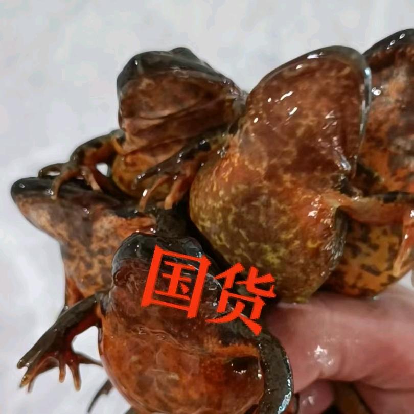 嫩江市李塘主林蛙蛤蟆零售店