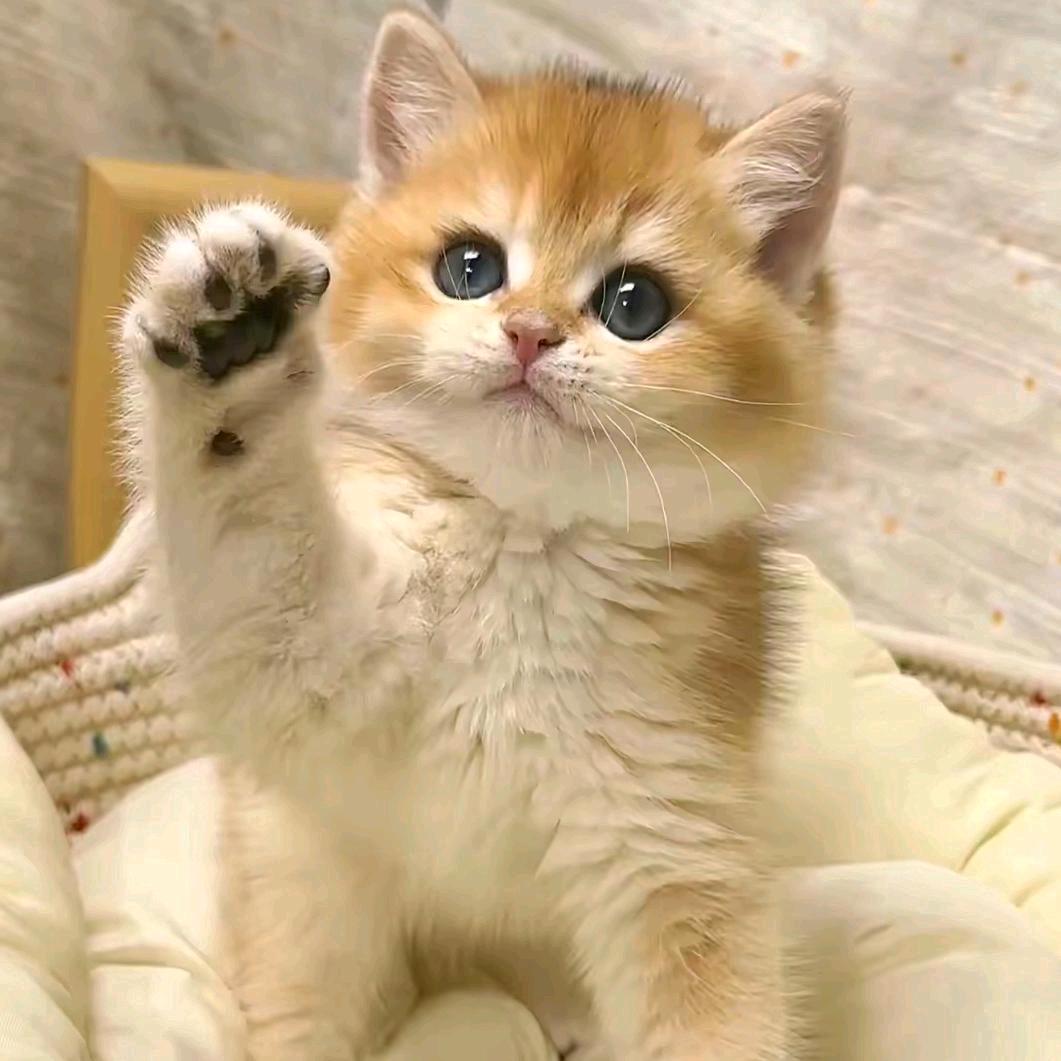 沈阳绒悦宠物创意屋