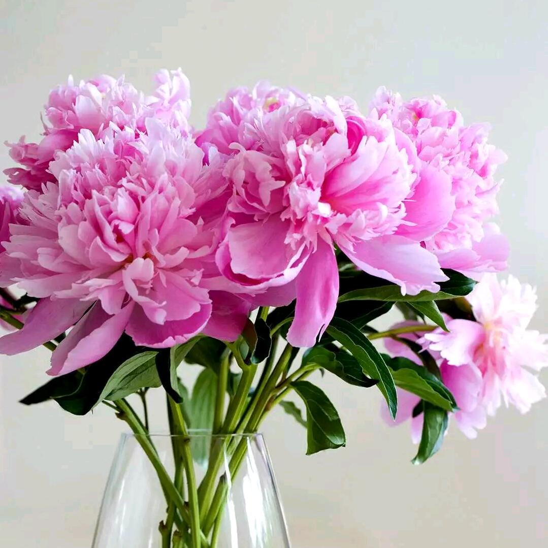 ꧁💞胖妞💞 ꧂