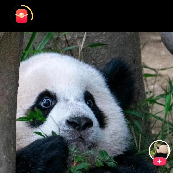 🇨🇳喵🌆喵🇨🇳