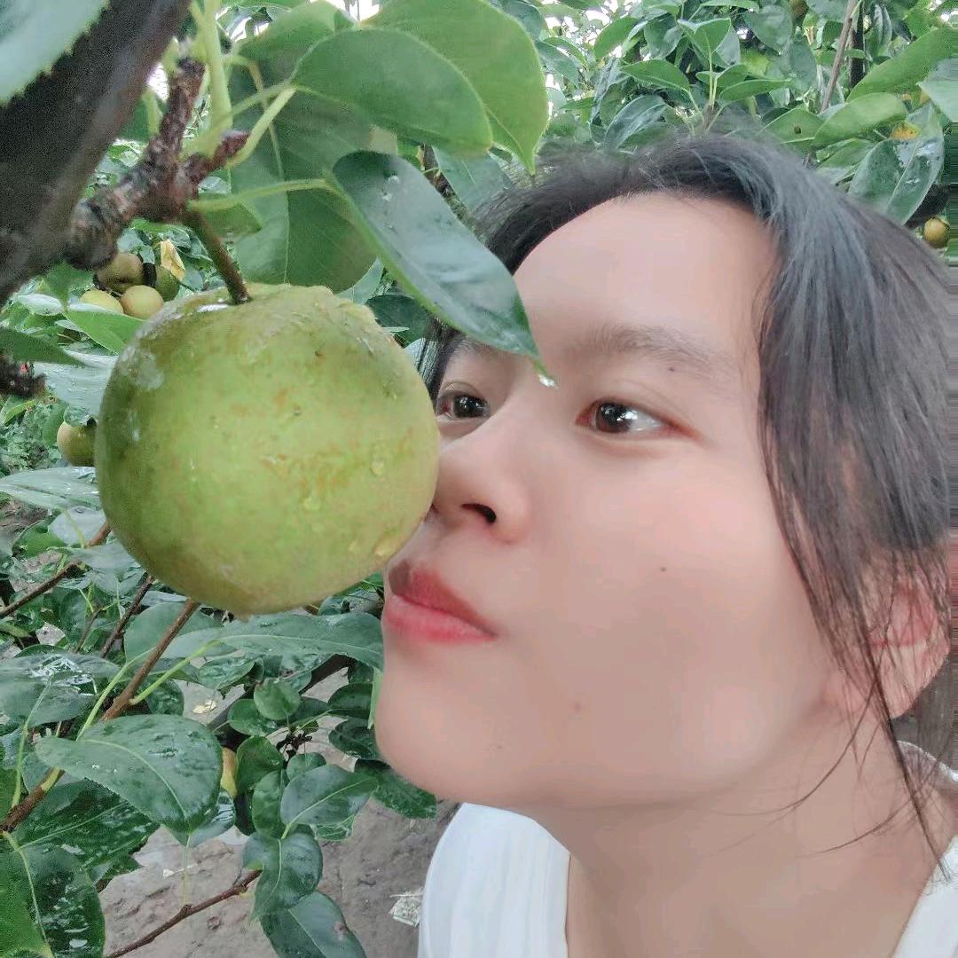 侯氏梨园庄行蜜梨