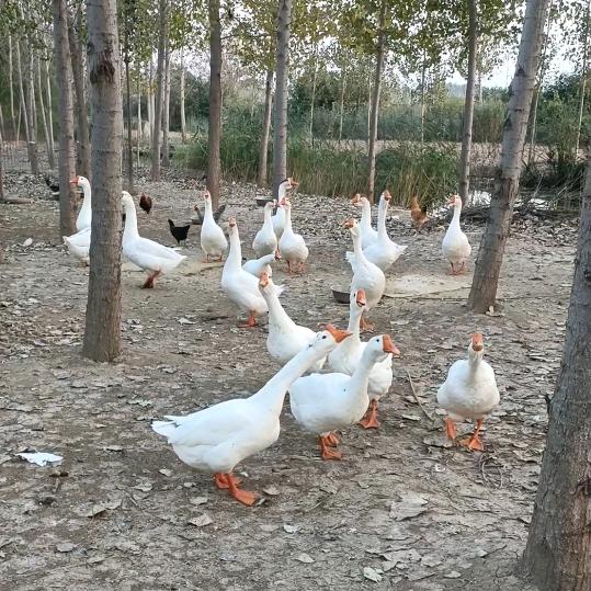 老立（努力前行）