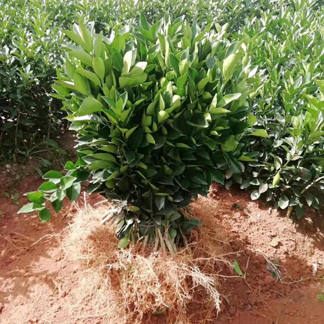 赣南脐橙金权果苗