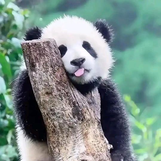 熊猫🐼