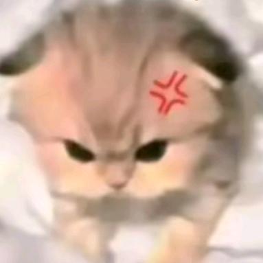 小猫生气啦😡