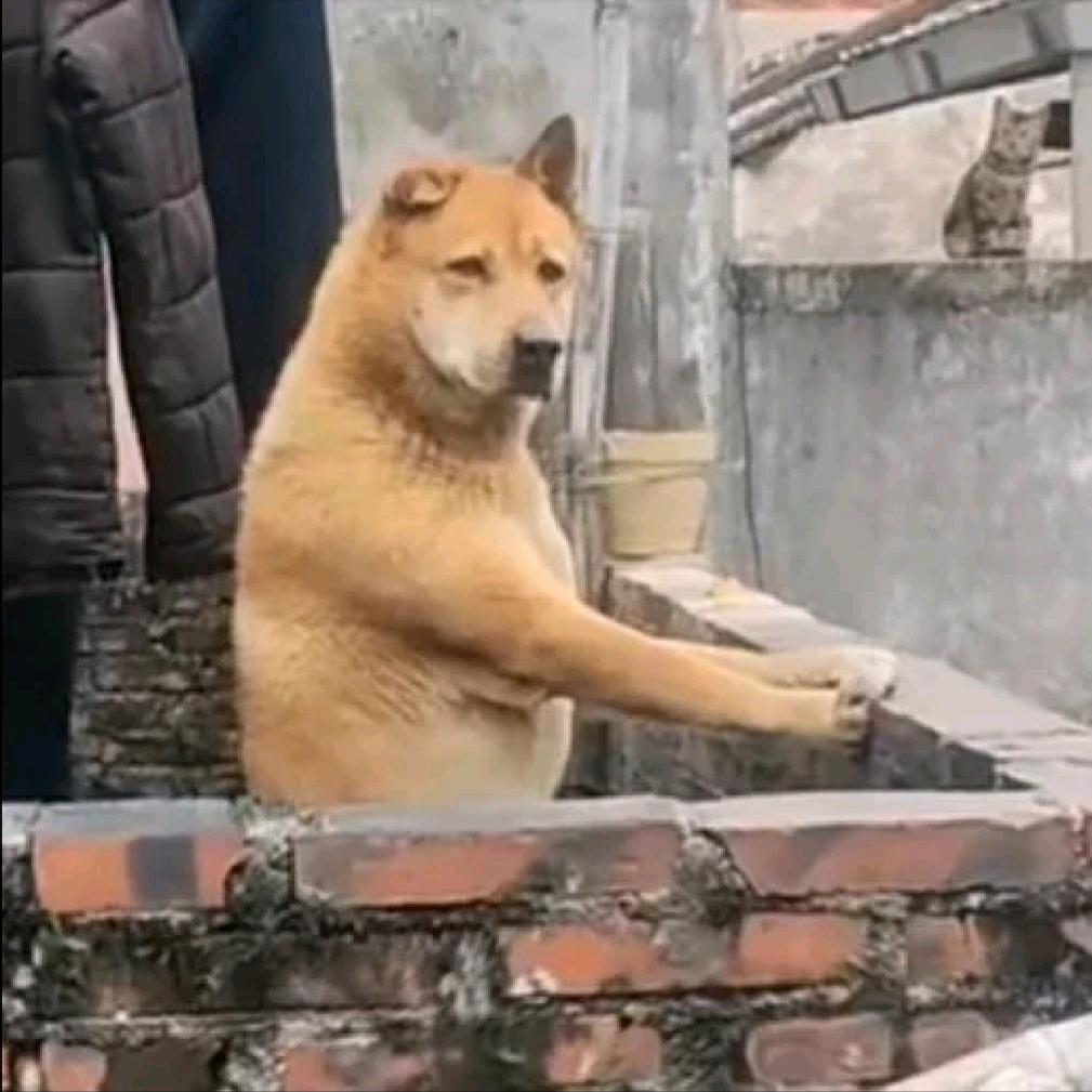 饱经风霜的大黄