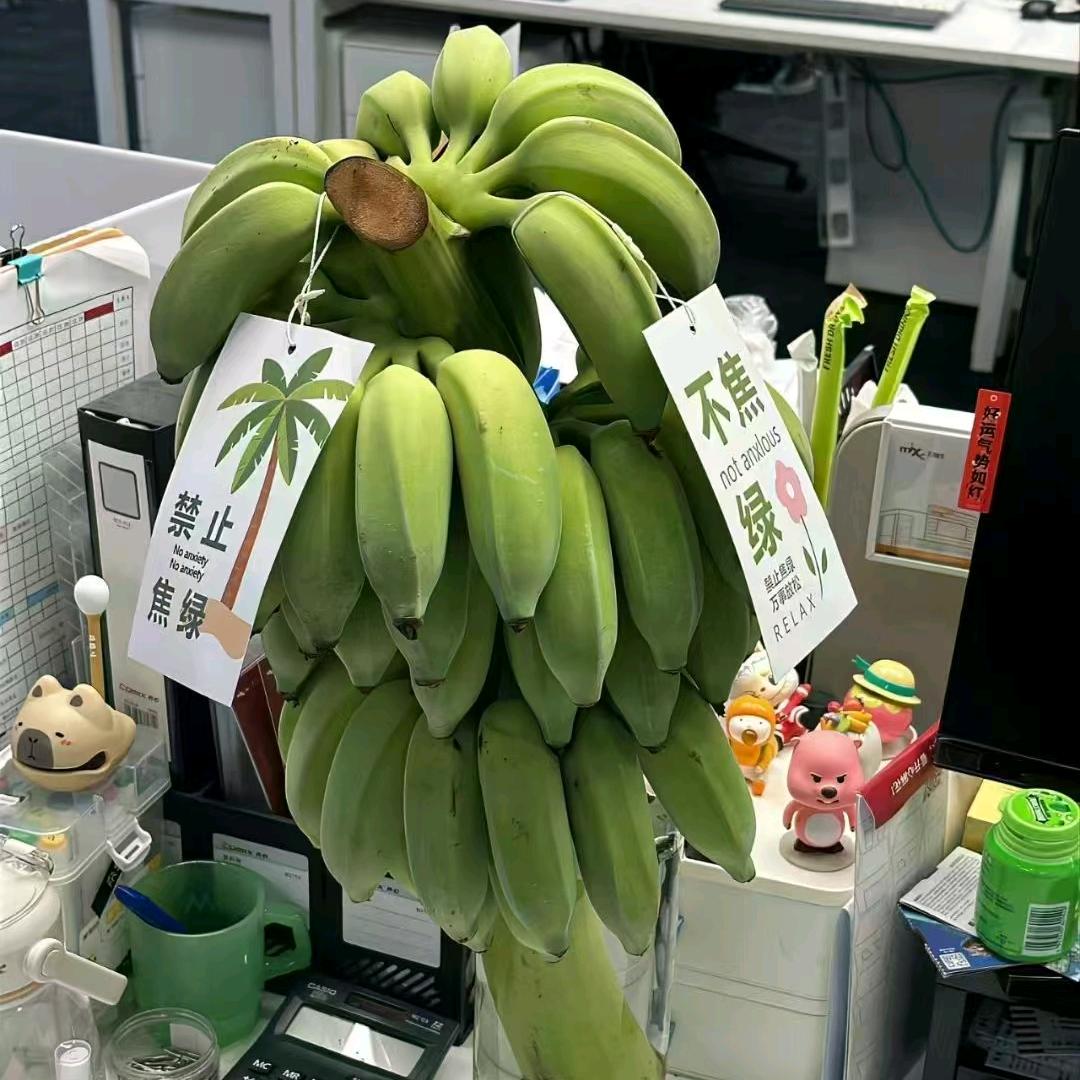 大大泡泡糖～