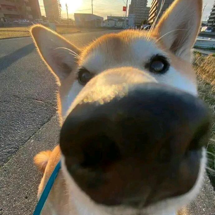 傻狗