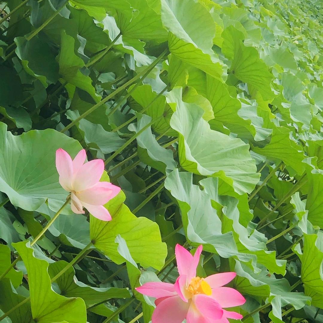 正宗玉湖豆腐