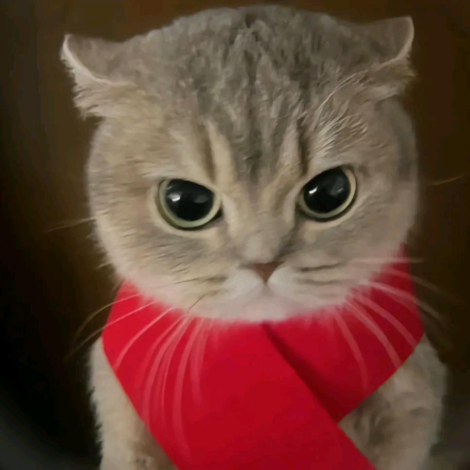 黑白猫（燕云十六声）