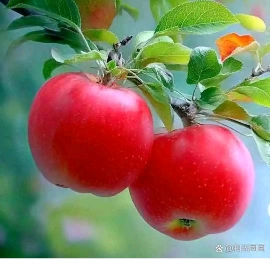 游美路