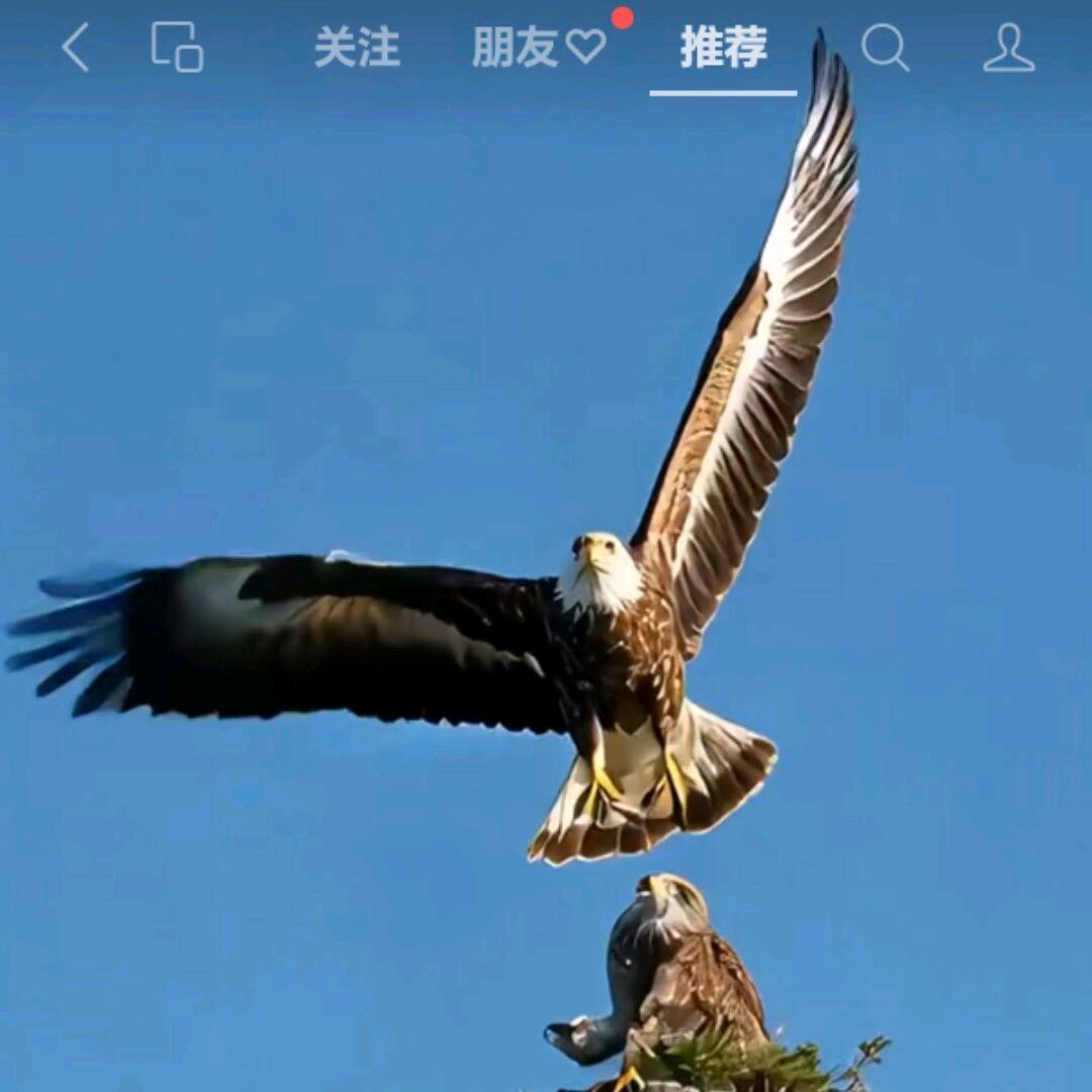 霸主