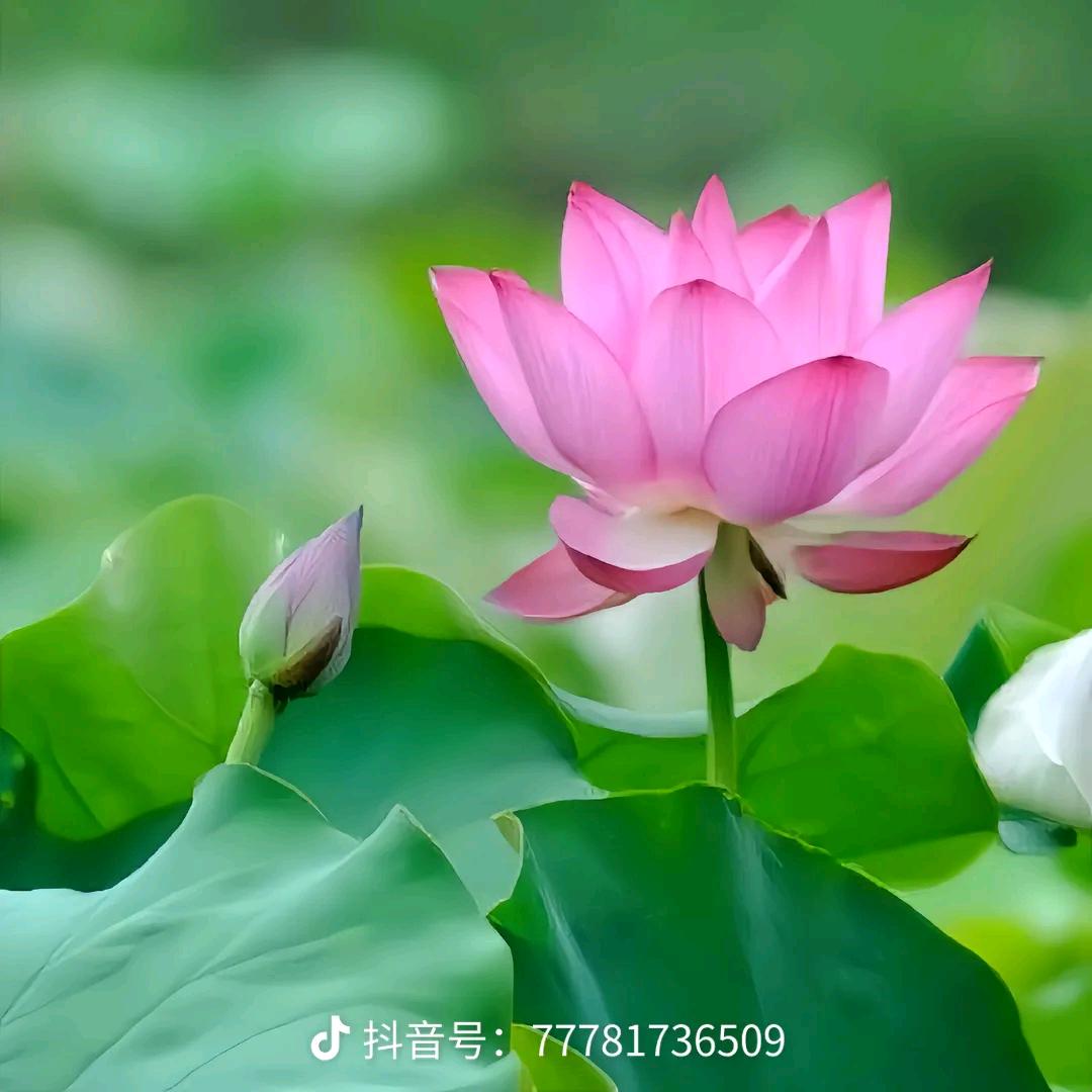 吴二姐