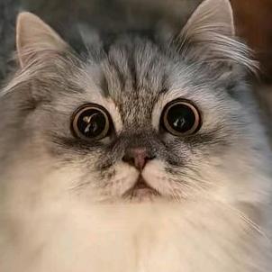 青柠不营业🐾睡神版