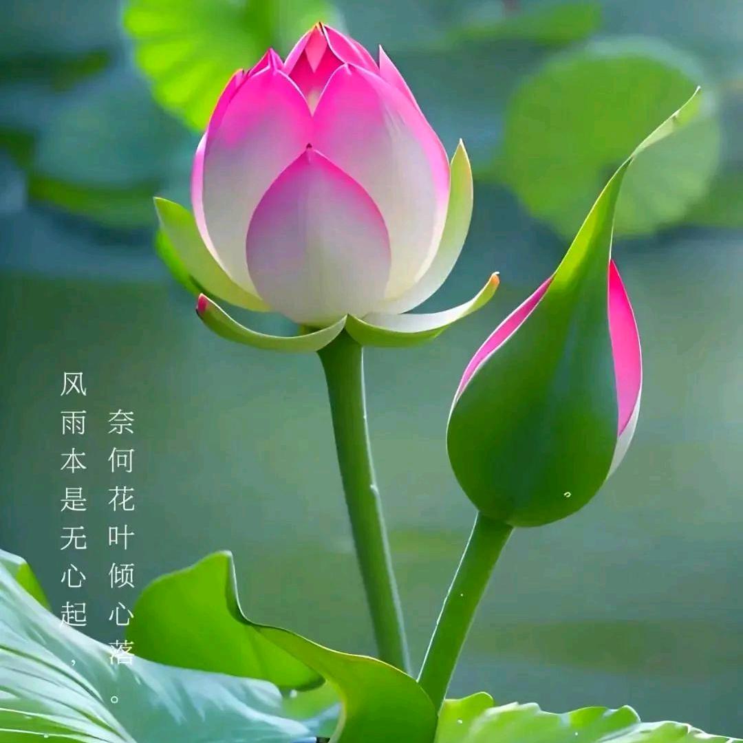 莲花姐🪷