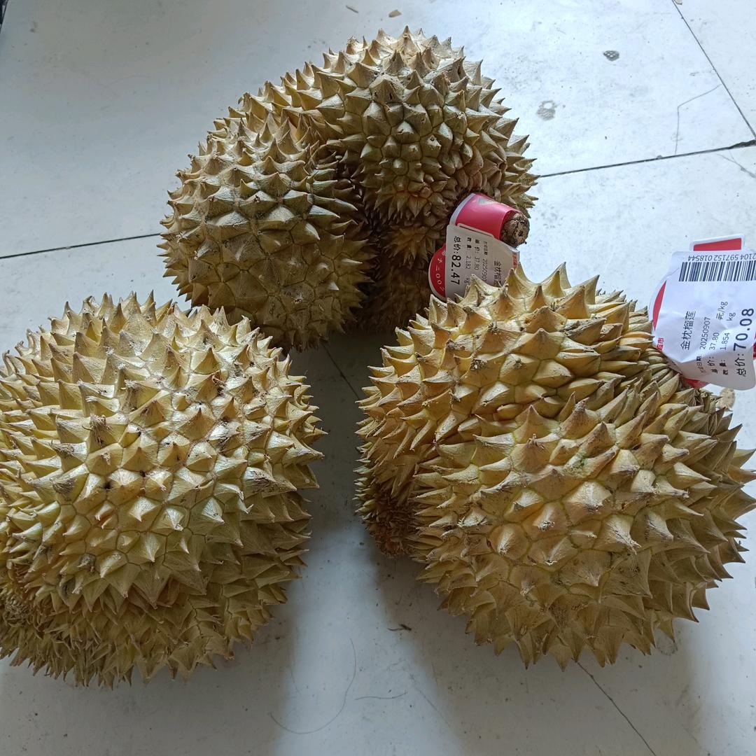 玖瑰