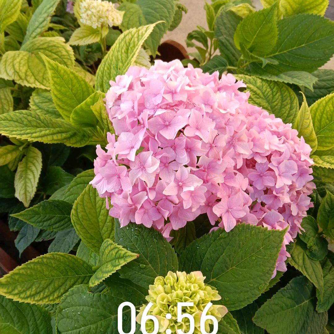 拼搏