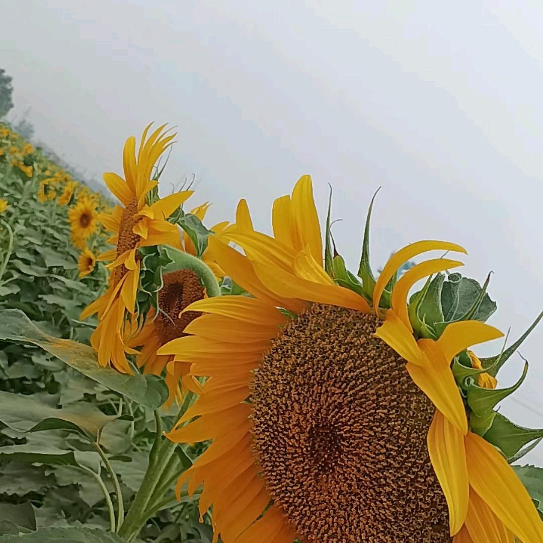 高尔基笔下的海燕