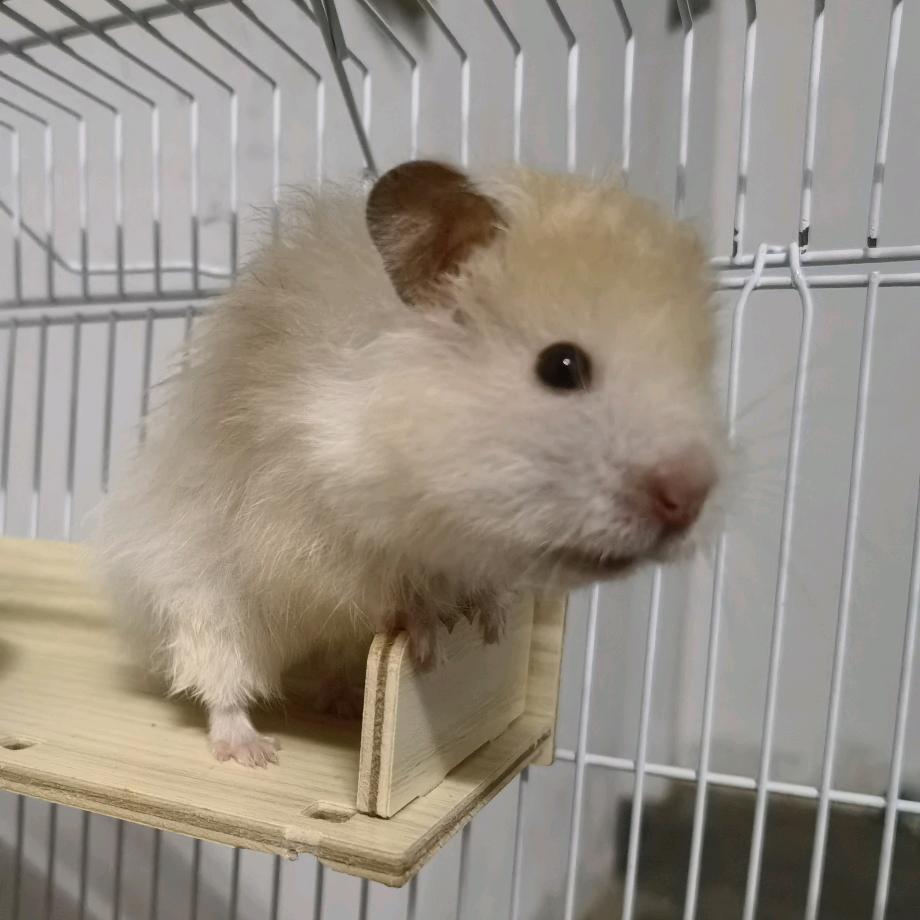 유랑자