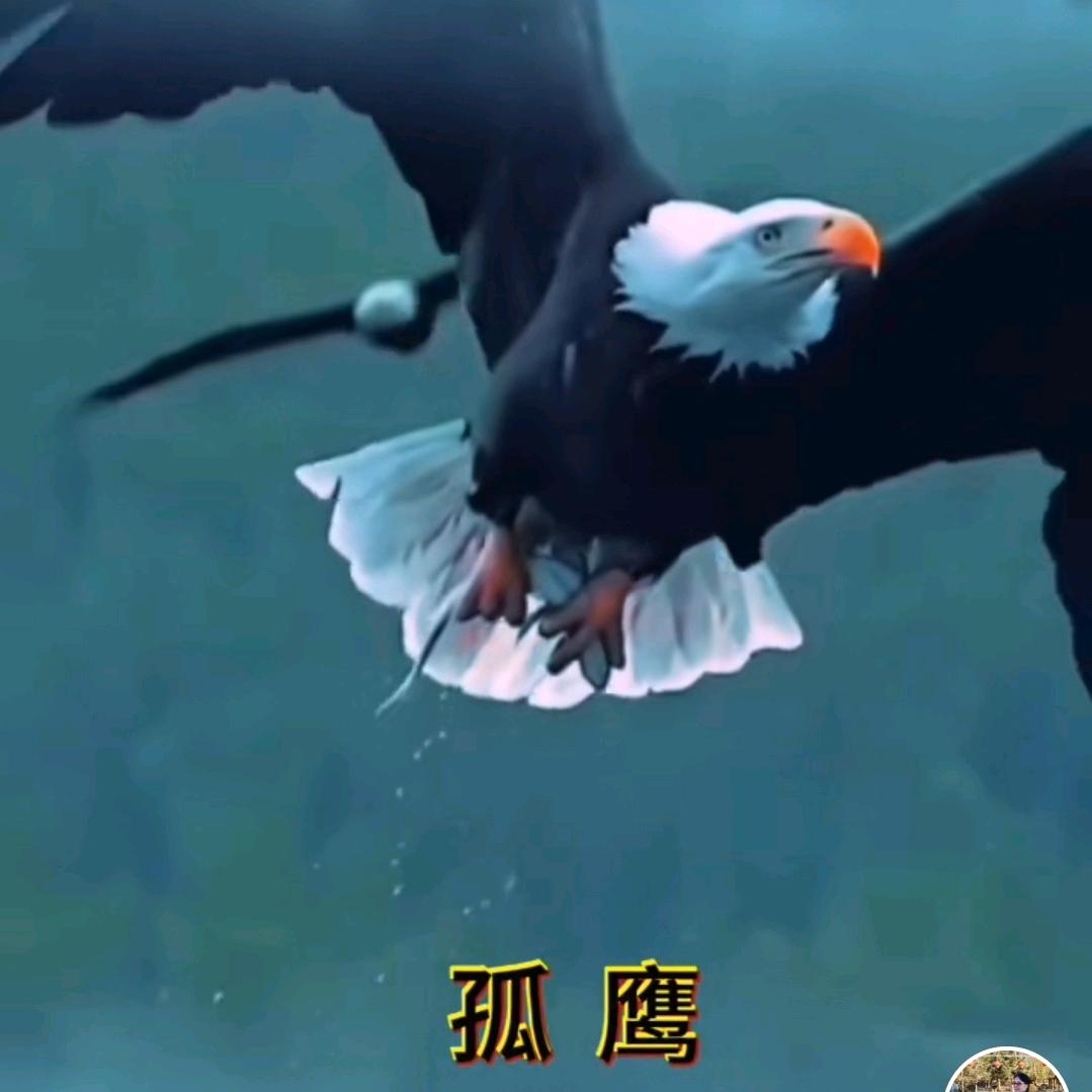 ꧁꧔᭄ꦿ໊孤鹰꧔᭄🐉꫁