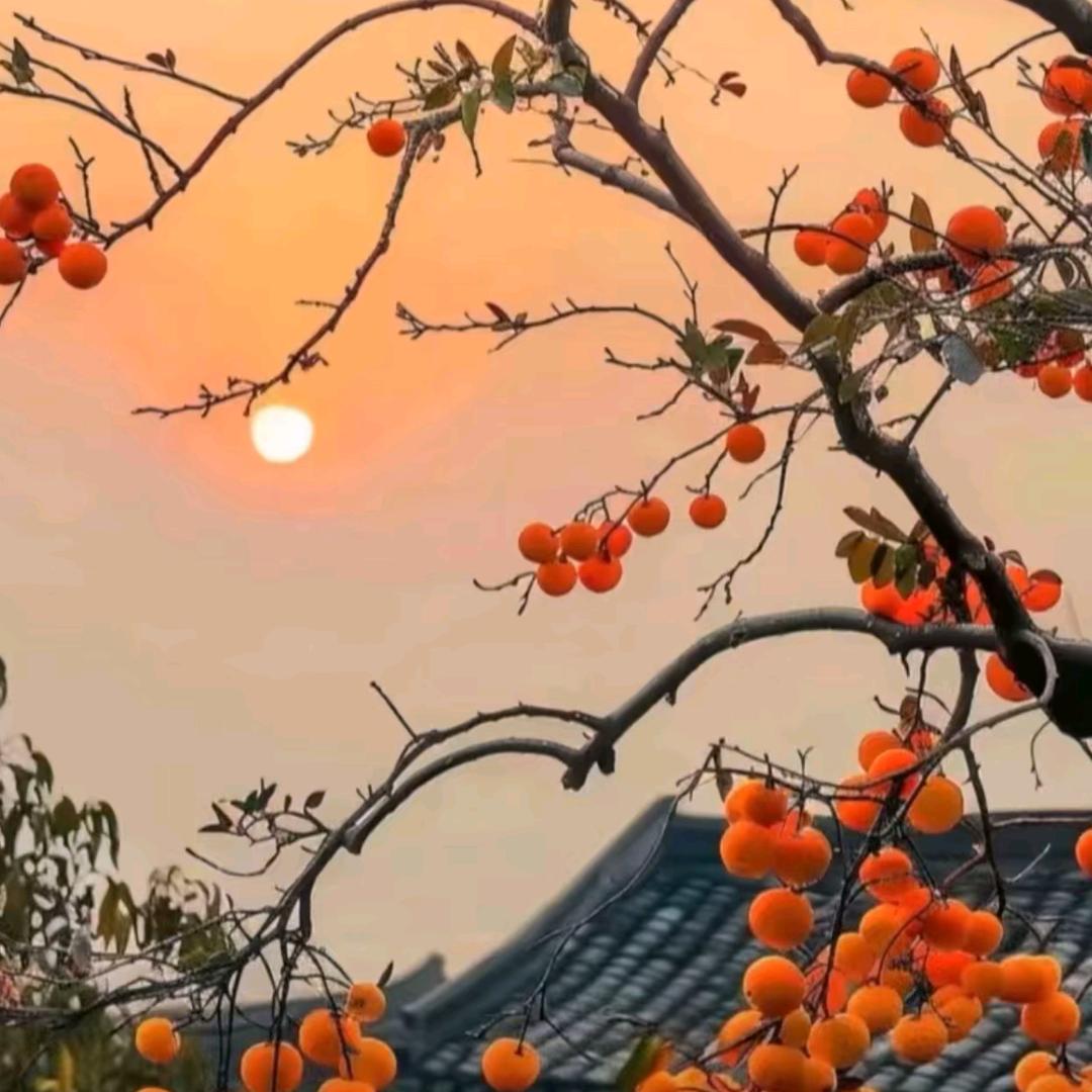 萍子。