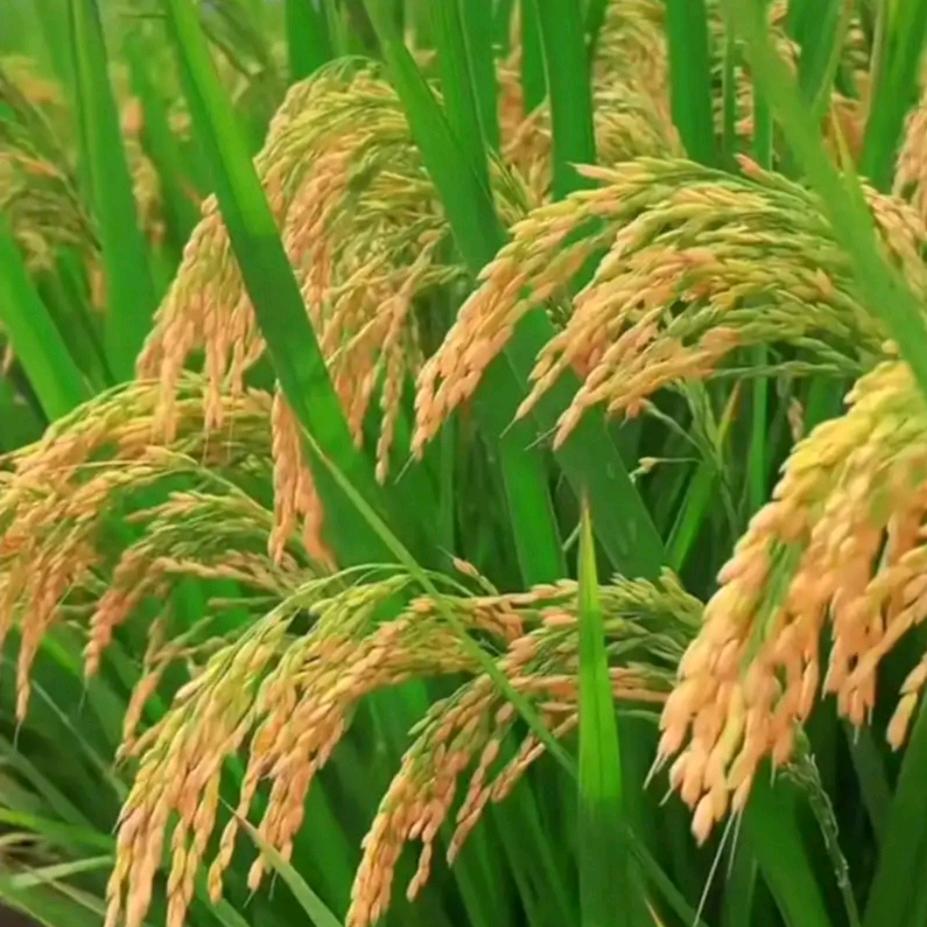六月稻田