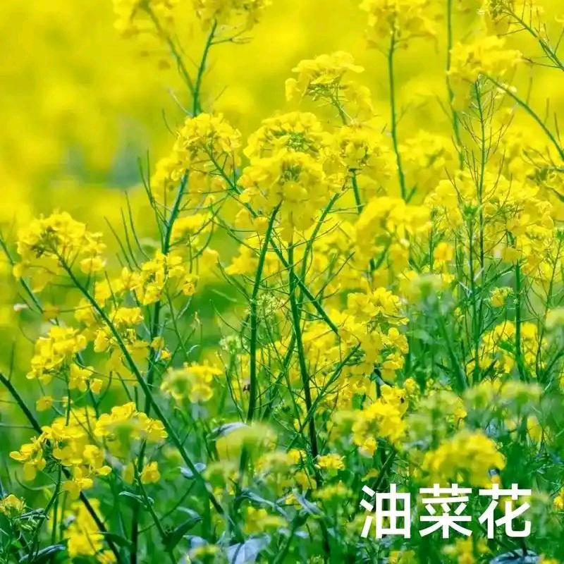 油菜封闭技术