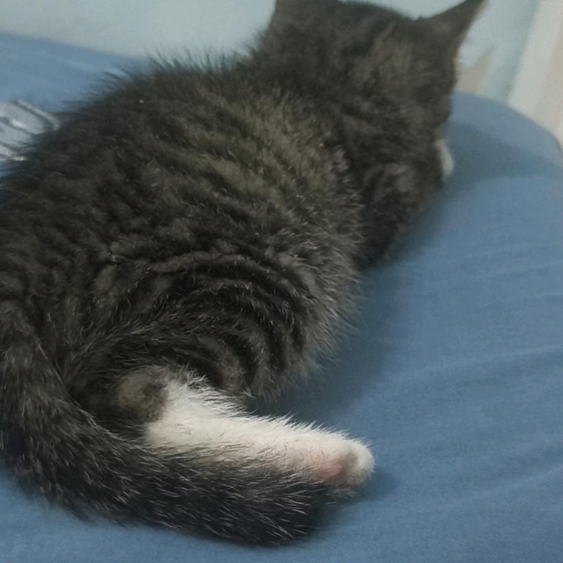 馋