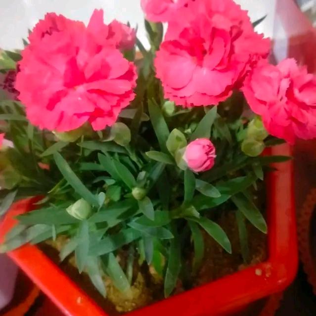 雨后彩虹
