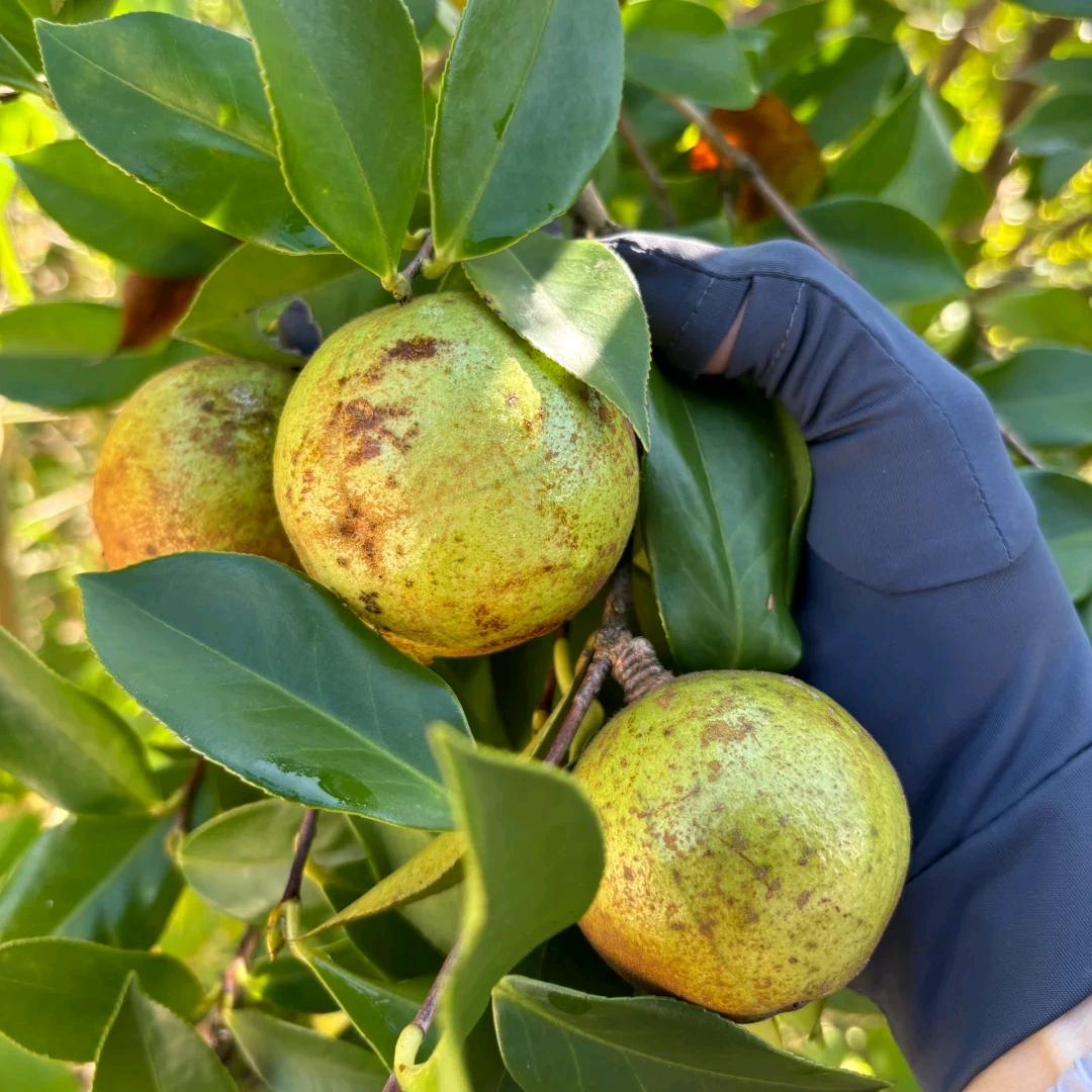 我和我的油茶林