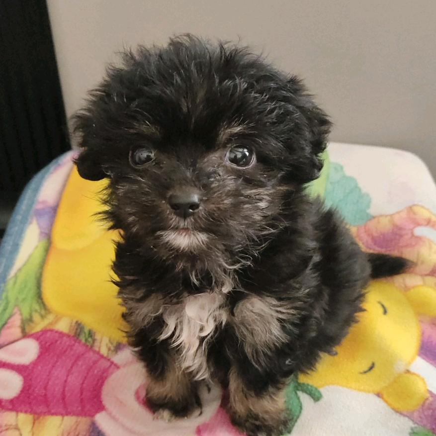 发霉小狗🐕