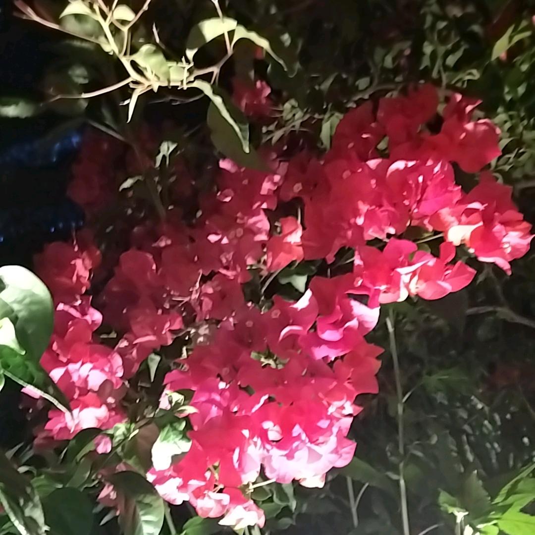 朝阳从头在来